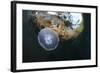 Jellyfish below the Surface-Bernard Radvaner-Framed Photographic Print