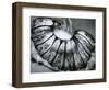 Jellyfish, California, 1967-Brett Weston-Framed Photographic Print