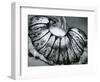 Jellyfish, California, 1967-Brett Weston-Framed Photographic Print