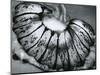 Jellyfish, California, 1967-Brett Weston-Mounted Photographic Print