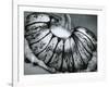 Jellyfish, California, 1967-Brett Weston-Framed Photographic Print