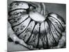 Jellyfish, California, 1967-Brett Weston-Mounted Photographic Print