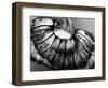 Jellyfish, California, 1975-Brett Weston-Framed Photographic Print