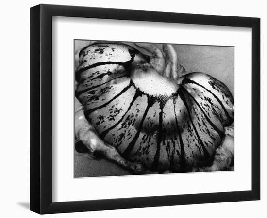 Jellyfish, California, 1975-Brett Weston-Framed Photographic Print