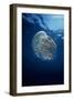 Jellyfish Common Jellyfish and Hundreds of Small-null-Framed Photographic Print