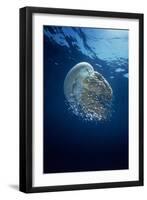 Jellyfish Common Jellyfish and Hundreds of Small-null-Framed Photographic Print