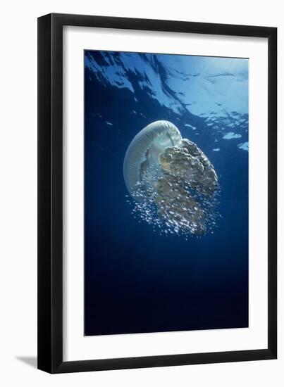 Jellyfish Common Jellyfish and Hundreds of Small-null-Framed Photographic Print