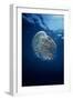 Jellyfish Common Jellyfish and Hundreds of Small-null-Framed Photographic Print