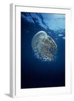 Jellyfish Common Jellyfish and Hundreds of Small-null-Framed Photographic Print