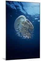 Jellyfish Common Jellyfish and Hundreds of Small-null-Mounted Photographic Print