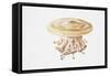 Jellyfish (Cotylorhiza Tuberculata)-null-Framed Stretched Canvas