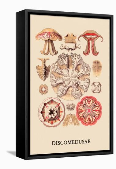 Jellyfish: Discomedusae-Ernst Haeckel-Framed Stretched Canvas