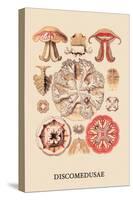 Jellyfish: Discomedusae-Ernst Haeckel-Stretched Canvas