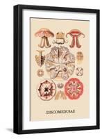 Jellyfish: Discomedusae-Ernst Haeckel-Framed Art Print