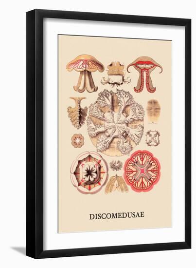 Jellyfish: Discomedusae-Ernst Haeckel-Framed Art Print