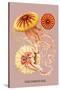 Jellyfish: Discomedusae-Ernst Haeckel-Stretched Canvas