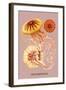 Jellyfish: Discomedusae-Ernst Haeckel-Framed Art Print