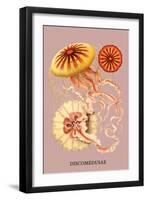 Jellyfish: Discomedusae-Ernst Haeckel-Framed Art Print