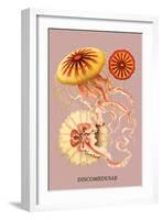 Jellyfish: Discomedusae-Ernst Haeckel-Framed Art Print