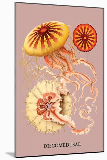 Jellyfish: Discomedusae-Ernst Haeckel-Mounted Art Print