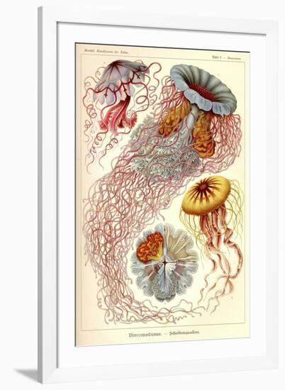 Jellyfish, Discomedusae-null-Framed Giclee Print