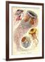 Jellyfish, Discomedusae-null-Framed Giclee Print