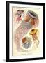 Jellyfish, Discomedusae-null-Framed Giclee Print