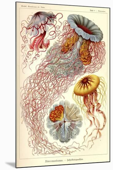 Jellyfish, Discomedusae-null-Mounted Giclee Print