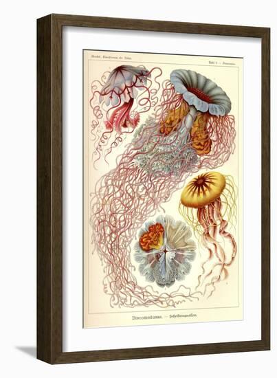 Jellyfish, Discomedusae-null-Framed Giclee Print