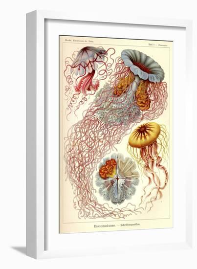 Jellyfish, Discomedusae-null-Framed Giclee Print