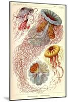 Jellyfish, Discomedusae-null-Mounted Giclee Print