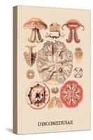 Jellyfish: Discomedusae-Ernst Haeckel-Stretched Canvas