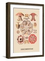 Jellyfish: Discomedusae-Ernst Haeckel-Framed Art Print