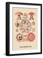 Jellyfish: Discomedusae-Ernst Haeckel-Framed Art Print