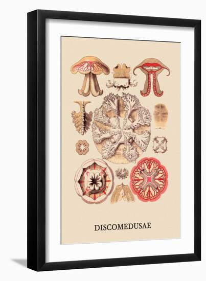 Jellyfish: Discomedusae-Ernst Haeckel-Framed Art Print