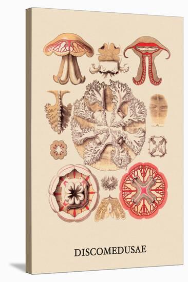 Jellyfish: Discomedusae-Ernst Haeckel-Stretched Canvas