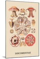 Jellyfish: Discomedusae-Ernst Haeckel-Mounted Art Print