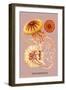 Jellyfish: Discomedusae-Ernst Haeckel-Framed Art Print