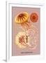 Jellyfish: Discomedusae-Ernst Haeckel-Framed Art Print