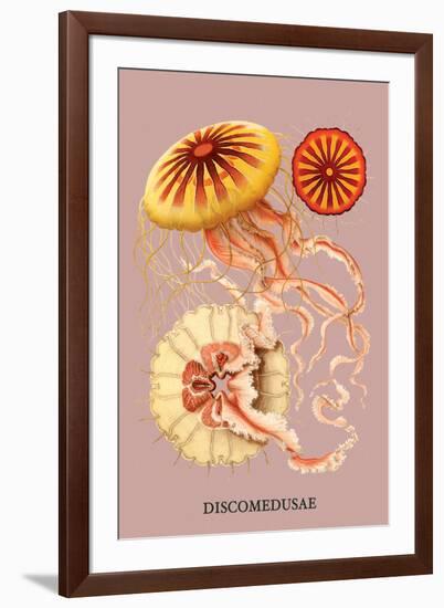 Jellyfish: Discomedusae-Ernst Haeckel-Framed Art Print