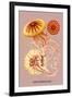 Jellyfish: Discomedusae-Ernst Haeckel-Framed Art Print