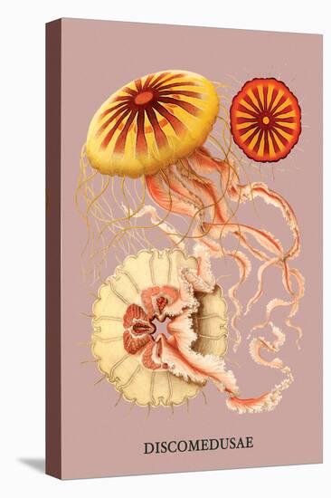 Jellyfish: Discomedusae-Ernst Haeckel-Stretched Canvas