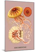 Jellyfish: Discomedusae-Ernst Haeckel-Mounted Art Print