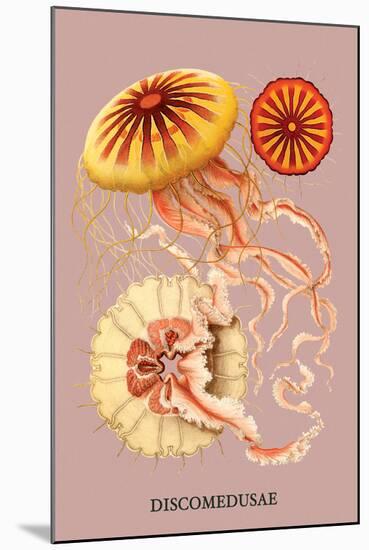 Jellyfish: Discomedusae-Ernst Haeckel-Mounted Art Print