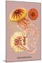 Jellyfish: Discomedusae-Ernst Haeckel-Mounted Art Print