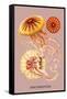 Jellyfish: Discomedusae-Ernst Haeckel-Framed Stretched Canvas