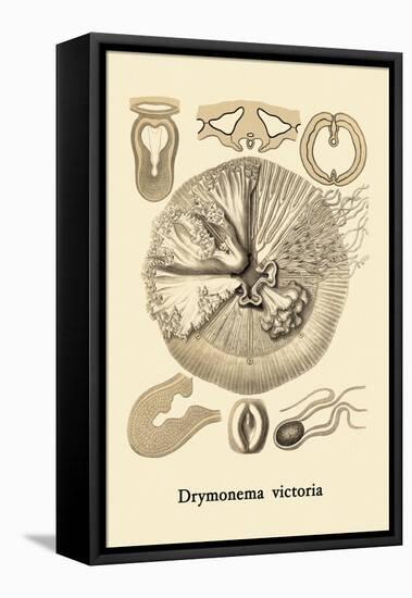 Jellyfish: Drymonema Victoria-Ernst Haeckel-Framed Stretched Canvas