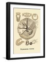 Jellyfish: Drymonema Victoria-Ernst Haeckel-Framed Art Print