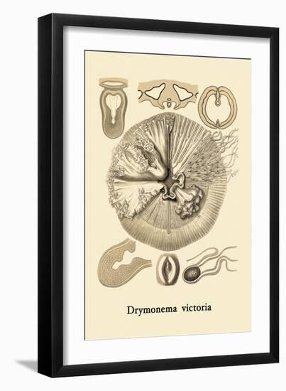 Jellyfish: Drymonema Victoria-Ernst Haeckel-Framed Art Print