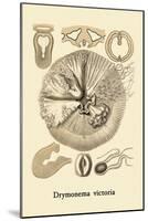 Jellyfish: Drymonema Victoria-Ernst Haeckel-Mounted Art Print